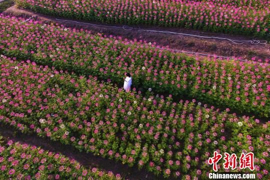 航拍南昌粉红"醉蝶花海"