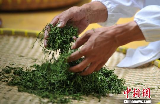 江西近60名制茶高手比拼茶叶制作技艺