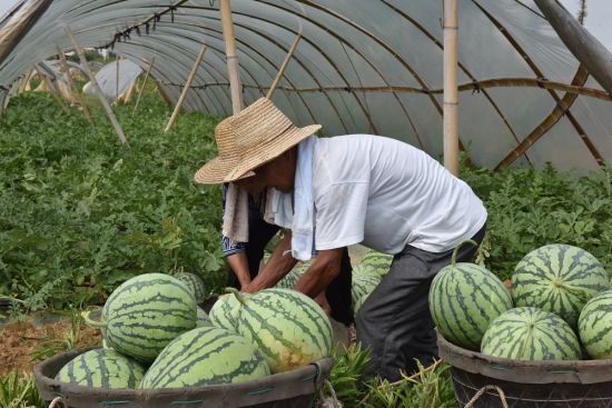 江西进贤采摘第一批西瓜 装车销往市场