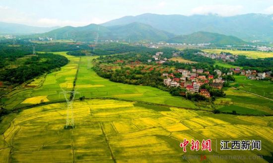9月18日,航拍江西省南昌市新建区西山大岭成熟的金黄色稻田。金秋时节,江西省南昌市中稻开始陆续成熟收割,金黄色的稻田与村民住户、大山绿树、铁路交相辉映,把乡村妆点得格外美丽,呈现出一派丰收景象。陈斌 摄