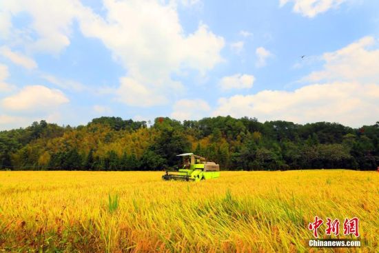 航拍江西秋日稻田丰收美景 稻花香秋收忙_观赏网 9月25日,江西省吉安市泰和县桥头镇,农民正抓住晴好天气喜收水稻。江西省泰和县为全国商品粮基地县,秋分过后,泰和县中稻、晚稻陆续进入收获期,当地农民抓住当前晴好天气,开镰收割,确保颗粒归仓,实现丰产丰收。司马天民 摄