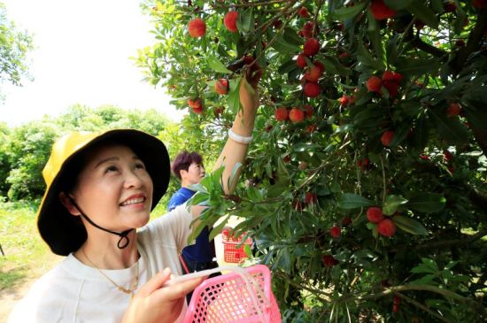 上饶万年县湖云乡举办首届杨梅采摘消费节