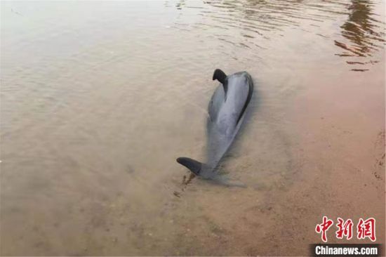 赣江现死亡江豚 系应激反应导致搁浅死亡