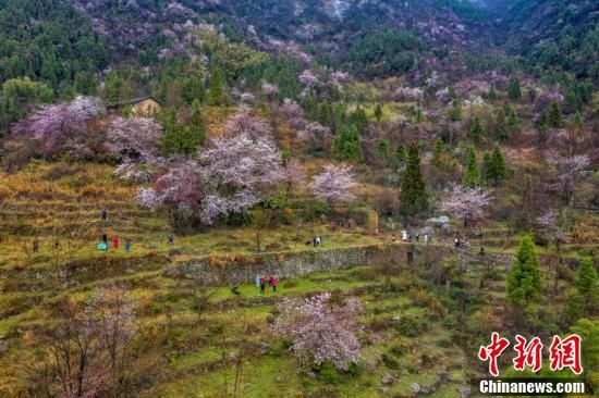 江西武宁太平山万亩樱花绽放 游人纷至沓来