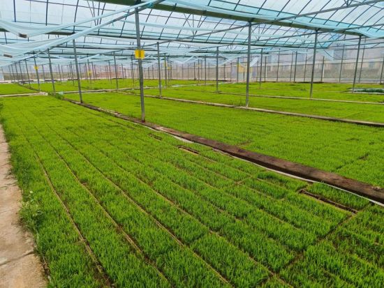 图为烟稻轮作区域稻谷种植 图为烟稻轮作区域稻谷种植