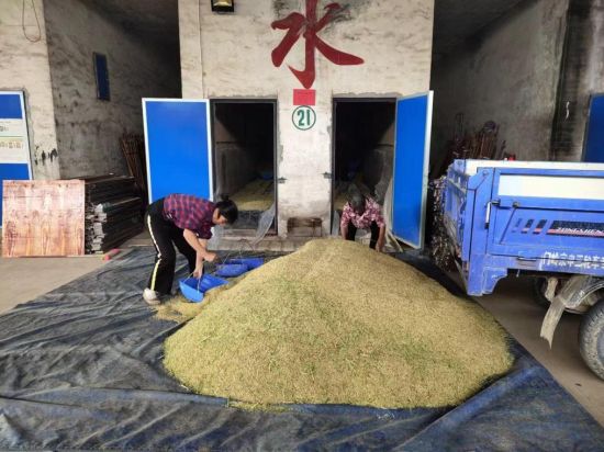 图为农户闲时利用烤房烘干稻谷 图为农户闲时利用烤房烘干稻谷