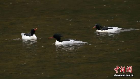 正在水中休息的中华秋沙鸭。 肖冬样 摄 正在水中休息的中华秋沙鸭。 肖冬样 摄