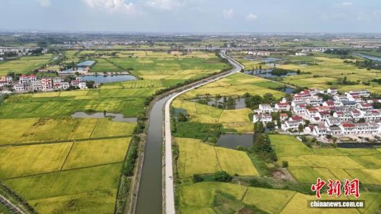 图为赣抚平原灌区中稻景象。江西省水利厅供图 图为赣抚平原灌区中稻景象。江西省水利厅供图