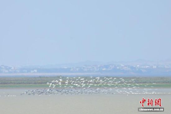 10月下旬以来,越冬候鸟飞抵鄱阳湖,灰鹤、白琵鹭、豆雁等候鸟呈现成百上千只大规模聚集场景,场面壮观。侯雨琪 摄.jpg 10月下旬以来,越冬候鸟飞抵鄱阳湖,灰鹤、白琵鹭、豆雁等候鸟呈现成百上千只大规模聚集场景,场面壮观。侯雨琪 摄.jpg