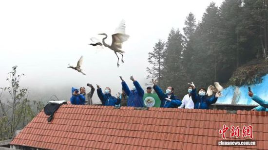 护鸟志愿者将环志的候鸟集体放飞。 刘伟文 摄 护鸟志愿者将环志的候鸟集体放飞。 刘伟文 摄