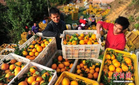 果农正在采摘赣南脐橙。 安远县融媒体中心供图 果农正在采摘赣南脐橙。 安远县融媒体中心供图