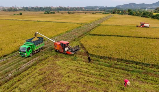 图为乐平市程秀青水稻种植家庭农场正用收割机收割丰收的晚稻,勾勒出一幅美丽的机械丰收画卷。(无人机拍.jpg 图为乐平市程秀青水稻种植家庭农场正用收割机收割丰收的晚稻,勾勒出一幅美丽的机械丰收画卷。(无人机拍.jpg