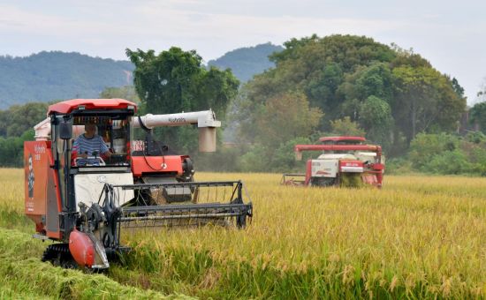 图为乐平市程秀青水稻种植家庭农场正用收割机收割丰收的晚稻,勾勒出一幅美丽的机械丰收画卷.jpg 图为乐平市程秀青水稻种植家庭农场正用收割机收割丰收的晚稻,勾勒出一幅美丽的机械丰收画卷.jpg