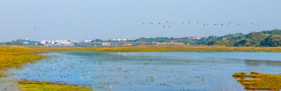 候鸟归来 程应明 摄 候鸟归来 程应明 摄