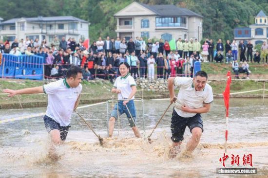 图为11月5日,江西宜春,木碾犁田项目中,选手在水田里拉木碾。刘力鑫 摄 图为11月5日,江西宜春,木碾犁田项目中,选手在水田里拉木碾。刘力鑫 摄