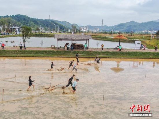 图为木碾犁田项目中,选手在水田里拉木碾。(无人机照片)中新社记者 刘力鑫 摄 图为木碾犁田项目中,选手在水田里拉木碾。(无人机照片)中新社记者 刘力鑫 摄