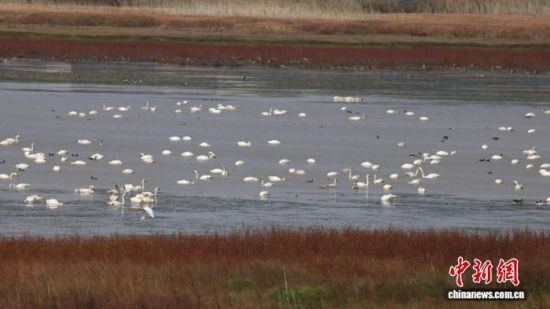 11月13日,在江西鄱阳湖国家级自然保护区内,众多候鸟正在栖息。江西鄱阳湖国家级自然保护区管理局供图.jpg 11月13日,在江西鄱阳湖国家级自然保护区内,众多候鸟正在栖息。江西鄱阳湖国家级自然保护区管理局供图.jpg