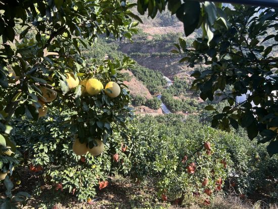 15日,江西省上饶市广丰区新联会柚香民俗品鉴雅集活动在广丰区举行。图为广丰区马家柚种植基地。朱莹 摄 15日,江西省上饶市广丰区新联会柚香民俗品鉴雅集活动在广丰区举行。图为广丰区马家柚种植基地。朱莹 摄