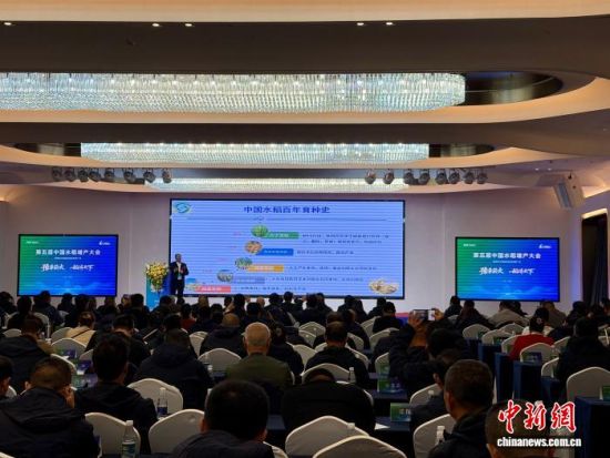 图为第五届中国水稻增产大会现场。 卢梦梦 摄 图为第五届中国水稻增产大会现场。 卢梦梦 摄