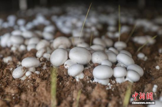 1119գְأ˫߹ľǳɵ˫߹  