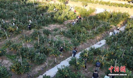 һɫĸȹ֦ͷ(˻Ƭ) ŷ 