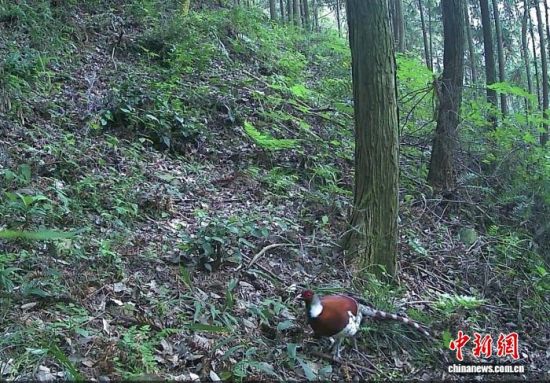 图为江西省南昌市安义县峤岭省级自然保护区红外相机记录到的白颈长尾雉(雄性)影像。安义县林业局供图.jpeg 图为江西省南昌市安义县峤岭省级自然保护区红外相机记录到的白颈长尾雉(雄性)影像。安义县林业局供图.jpeg