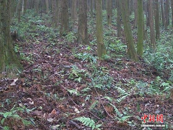 图为江西省南昌市安义县峤岭省级自然保护区红外相机记录到的白颈长尾雉(雌性)影像。安义县林业局供图.jpeg 图为江西省南昌市安义县峤岭省级自然保护区红外相机记录到的白颈长尾雉(雌性)影像。安义县林业局供图.jpeg