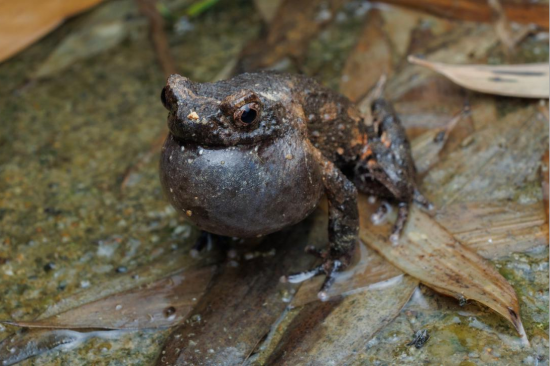 图为庐山角蟾在溪流附近裸露的岩石上鸣叫。沈德明 摄