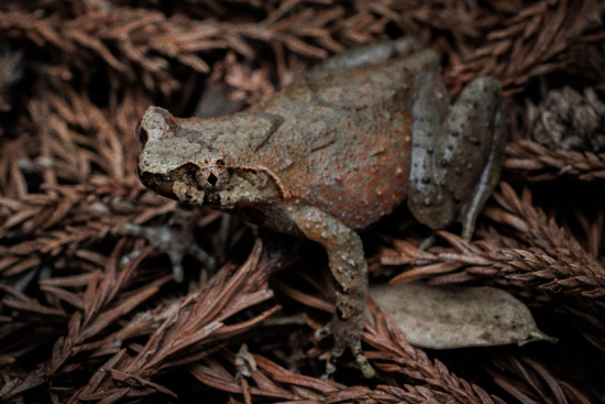 图为云雾角蟾匍匐在庐山高海拔针阔混交林的落叶上。沈德明 摄