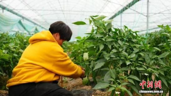 ���ڲ�ժ�����Ĵ��񡣡���ɽ��ίͳս����ͼ