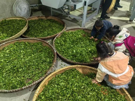 湿地生态系统与森林 湿地生态系统与森林