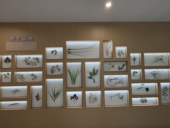 湿地生态系统与森林 湿地生态系统与森林