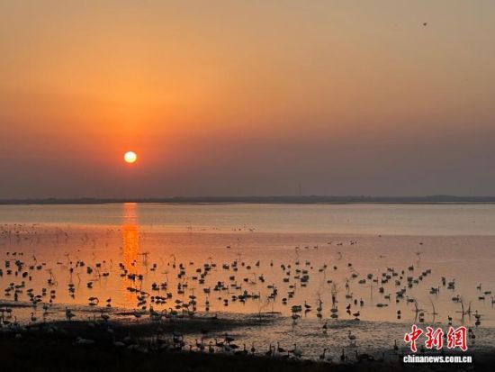 12月1日,在江西省九江市永修县“中国候鸟小镇”,成批候鸟在湖边栖息觅食。中新社记者 李韵涵 摄 12月1日,在江西省九江市永修县“中国候鸟小镇”,成批候鸟在湖边栖息觅食。中新社记者 李韵涵 摄