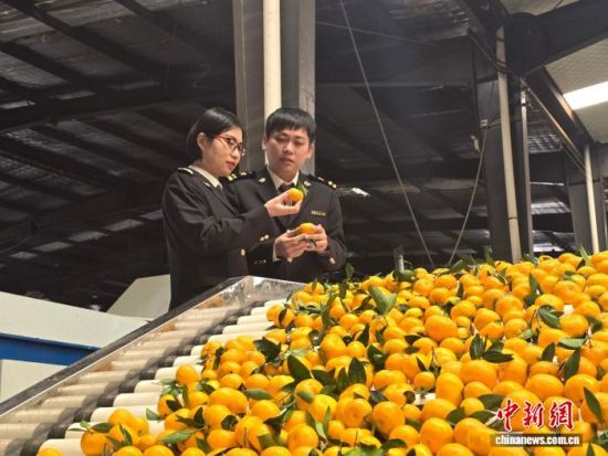 近日,一批江西南丰蜜桔出口海外。图为海关工作人员在现场查检蜜桔。饶寒笑 摄 近日,一批江西南丰蜜桔出口海外。图为海关工作人员在现场查检蜜桔。饶寒笑 摄