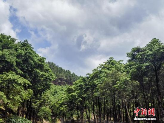 图为江西省吉安市安福县金田乡高源村千亩红豆杉基地。受访者供图 图为江西省吉安市安福县金田乡高源村千亩红豆杉基地。受访者供图