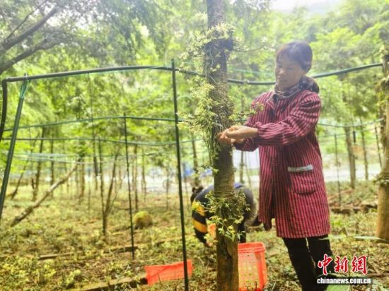图为江西省吉安市安福县金田乡高源村千亩红豆杉基地内,村民在采收铁皮石斛。受访者供图.jpeg 图为江西省吉安市安福县金田乡高源村千亩红豆杉基地内,村民在采收铁皮石斛。受访者供图.jpeg