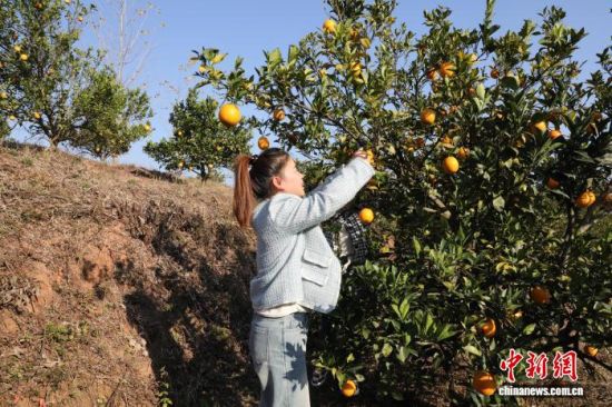 正在基地采摘脐橙的游客。 玉山县委统战部供图.jpg 正在基地采摘脐橙的游客。 玉山县委统战部供图.jpg