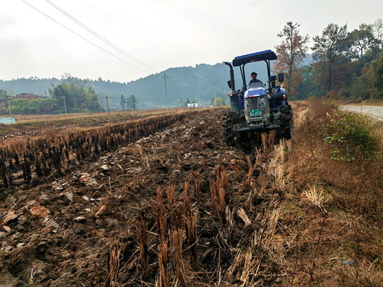 ͼΪʯ���ظ�Ҷ�̲���ֲרҵ�����������Ա�ں��Ӵ�Ϊ��ũ�ṩ���������