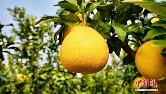 图为江西省九江市彭泽县马当镇茅湾村马家柚种植基地内生长的马家柚。周娇 摄.jpeg 图为江西省九江市彭泽县马当镇茅湾村马家柚种植基地内生长的马家柚。周娇 摄.jpeg