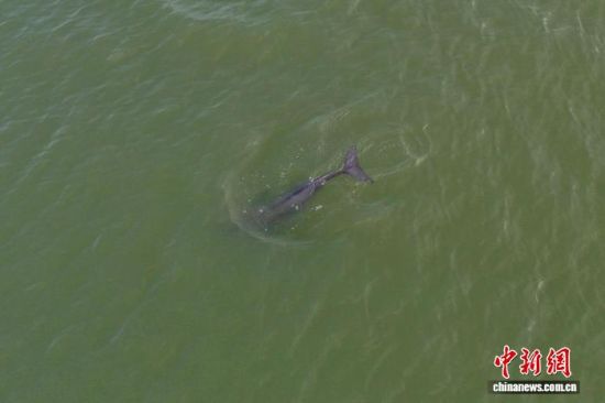 2021年9月3日,江西南昌,一只长江江豚在赣江水域畅游。中新社记者 刘占昆 摄 2021年9月3日,江西南昌,一只长江江豚在赣江水域畅游。中新社记者 刘占昆 摄