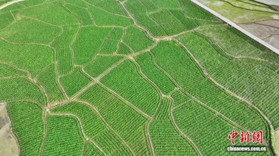 ͼΪ����ʡ������Ǧɽ����Ϫ���ѿ����ֲ����(����ͼ)Ǧɽ��ίͳս����ͼ