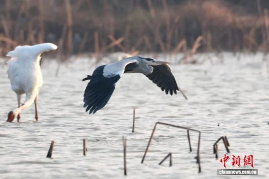 图为一只飞翔中的苍鹭。中新社记者 刘占昆 摄 图为一只飞翔中的苍鹭。中新社记者 刘占昆 摄