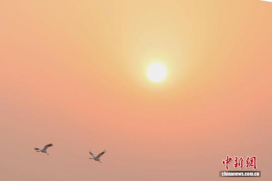 图为夕阳下飞翔的白鹤。中新社记者 刘占昆 摄 图为夕阳下飞翔的白鹤。中新社记者 刘占昆 摄