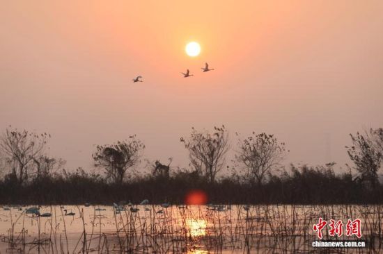 图为夕阳下或飞翔或栖息的候鸟。中新社记者 刘占昆 摄 图为夕阳下或飞翔或栖息的候鸟。中新社记者 刘占昆 摄