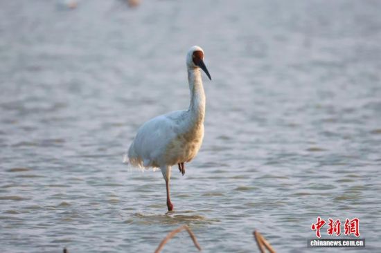 图为水中单脚站立的一只白鹤。中新社记者 刘占昆 摄 图为水中单脚站立的一只白鹤。中新社记者 刘占昆 摄