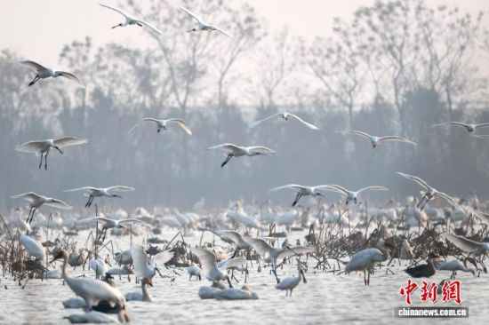 12��17�գ���۶�����ϵĽ���ʡ�ϲ������ǰ׺ױ���С�����׺ס�С��졢�����صȳ�Ⱥ�����輯�ڴˡ����� ��ռ�� ��