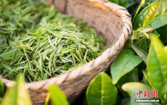 图为修水双井茶。 修水县融媒体中心供图 图为修水双井茶。 修水县融媒体中心供图