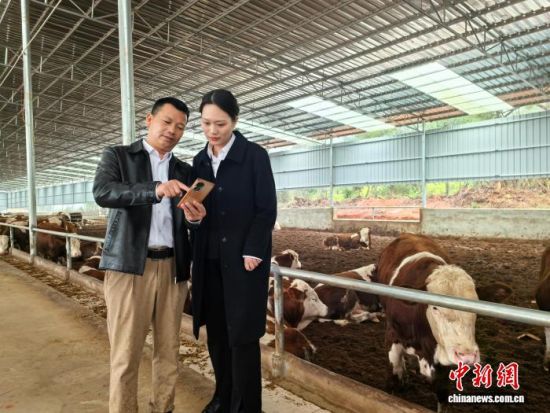 图为江西省永新县正在试点“畜禽活体抵押贷款”。陈丽军 摄 图为江西省永新县正在试点“畜禽活体抵押贷款”。陈丽军 摄