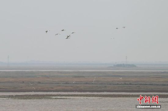 2025年11月17日,江西永修县吴城镇附近的鄱阳湖湿地,候鸟飞过。(资料图)刘力鑫 摄.jpeg 2025年11月17日,江西永修县吴城镇附近的鄱阳湖湿地,候鸟飞过。(资料图)刘力鑫 摄.jpeg