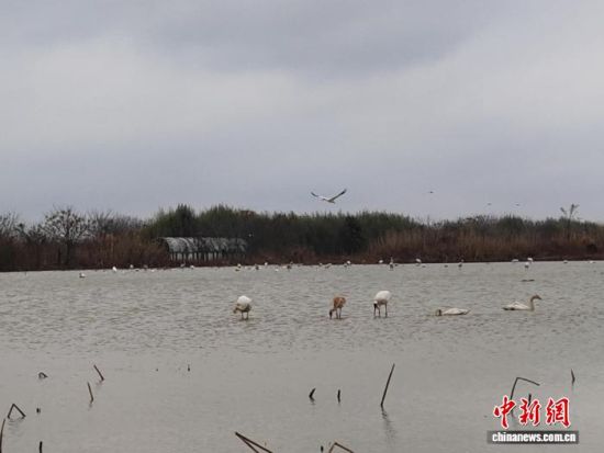 2026��1��1�գ�λ��۶�����ϵĽ���ʡ�ϲ������ǰ׺ױ���С����������ǧֻ�׺����ڵ�Խ���������������ʵ�ʪ������չ��������Ϣ��ʳ����������� ���� ��.jpg